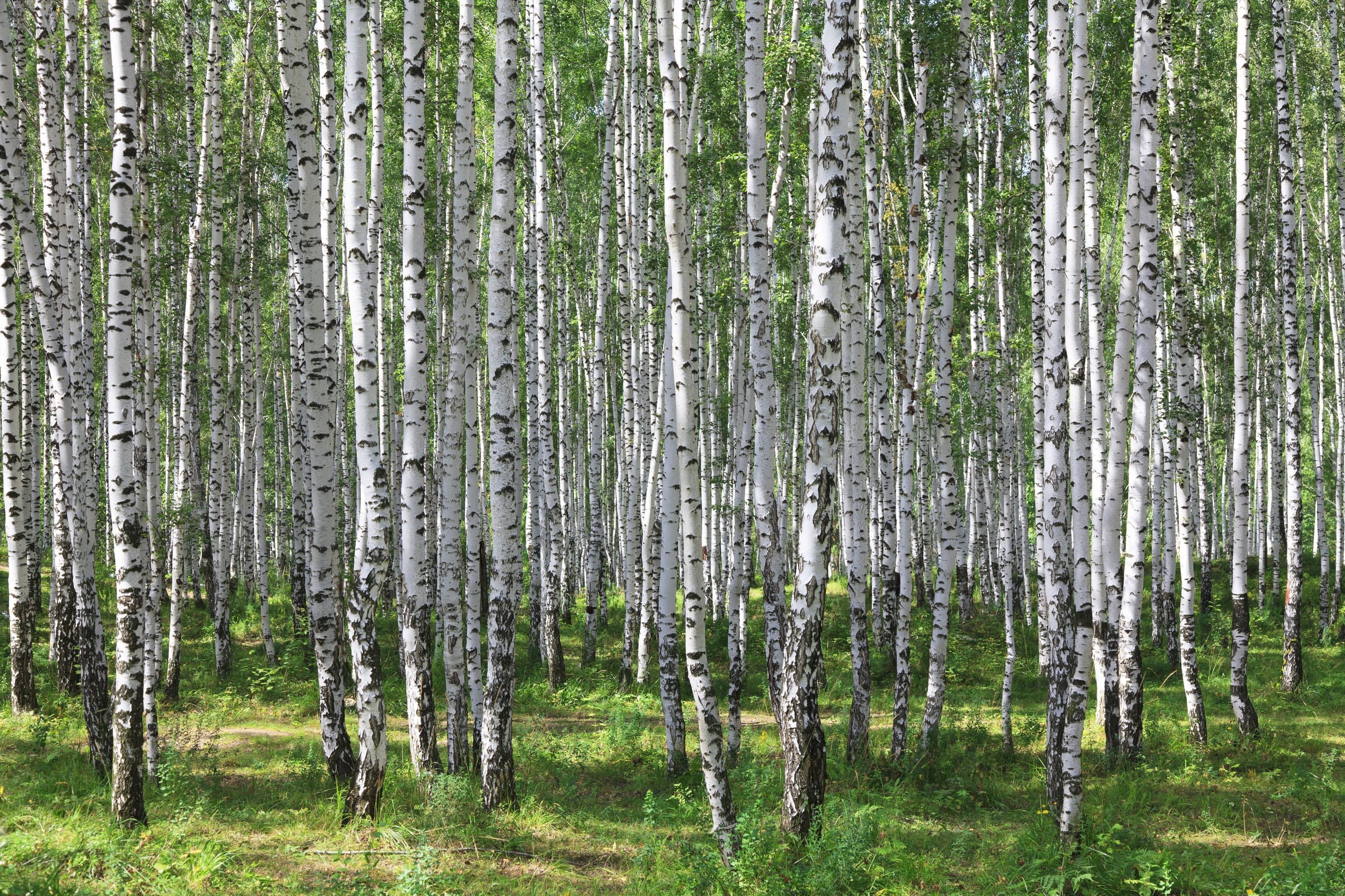 Birch forest in sunlight
